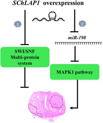 Long Non-coding RNAs in Prostate Cancer with Emphasis on Second Chromosome Locus Associated with Prostate-1 Expression